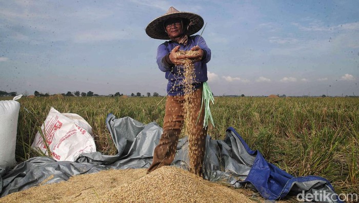 Sejumlah petani melakukan panen padi di kawasan persawahan  Desa Buni Bakti, Kabupaten Bekasi, Jawa Barat, Kamis (4/5/2023).