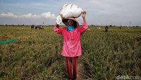 Menurut keterangan petani, saat ini harga gabah kering seberat 50 kilogram mencapai Rp 580.000. Sementara menurut data BPS 2023, harga gabah tertinggi di tingkat petani Rp 15.000 per kg dan di tingkat penggilingan Rp 15.125 per kg. Sedangkan harga terendah di tingkat petani dan tingkat penggilingan masing-masing sebesar Rp 3.700 per kg dan Rp 3.750,00 per kg.