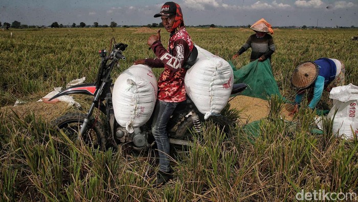 Panen Padi Sejumlah petani melakukan panen padi di kawasan persawahan Desa Buni Bakti, Kabupaten Bekasi, Jawa Barat, Kamis (4/5/2023).