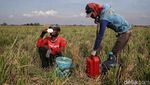 Panen! Begini Potret Semringah Petani Padi di Bekasi