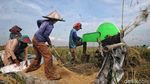 Panen! Begini Potret Semringah Petani Padi di Bekasi