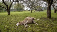 Seekor domba terbaring mati di bawah pohon padang rumput Wehrheim-Friedrichsthal dekat Frankfurt, Jerman, Selasa (2/5/2023). (AP Photo/Michael Probst)  