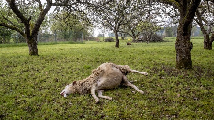 Peternak Domba di Jerman Terancam Intaian Serigala A sheep that was assumingly ripped during the night by one ore more wolves lies dead under trees on a meadow in Wehrheim-Friedrichsthal near Frankfurt, Germany, Tuesday, May 2, 2023. The owner, a side job farmer, said that six sheep were killed and two are still missing. (AP Photo/Michael Probst)