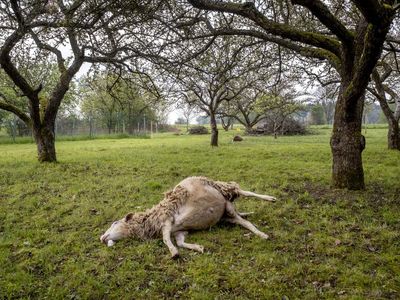 Peternak Domba di Jerman Terancam Intaian Serigala