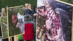 Peternak Domba di Jerman Terancam Intaian Serigala