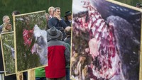 Mereka ingin pemerintah mengizinkan mereka untuk lebih mudah menembak serigala yang mengintai wilayah peternakan mereka. (AP Photo/Peter Kneffel)  