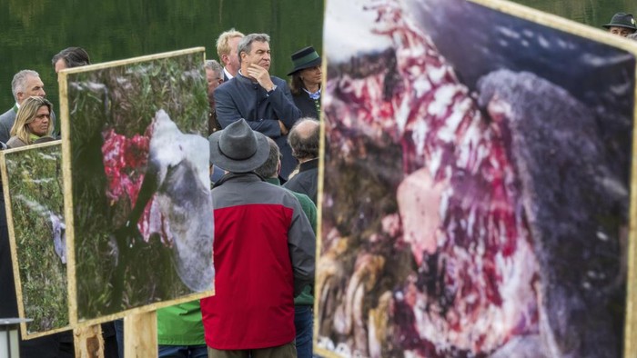 Peternak Domba di Jerman Terancam Intaian Serigala Bavaria's governor Markus Soeder gestures as he attends a farmers meeting in Oberaudorf, Germany, Wednesday, April 26, 2023 because of the sheep ripping by a bear in the mountain region near the border. Officials in Germanyβs southern state of Bavaria said Wednesday that they want to make it easier to shoot wolves after farmers complained that their livestock on Alpine pastures are being preyed upon. (Peter Kneffel/dpa via AP)