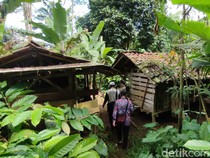 Serangan Ajag Hantui Peternak di Sumedang