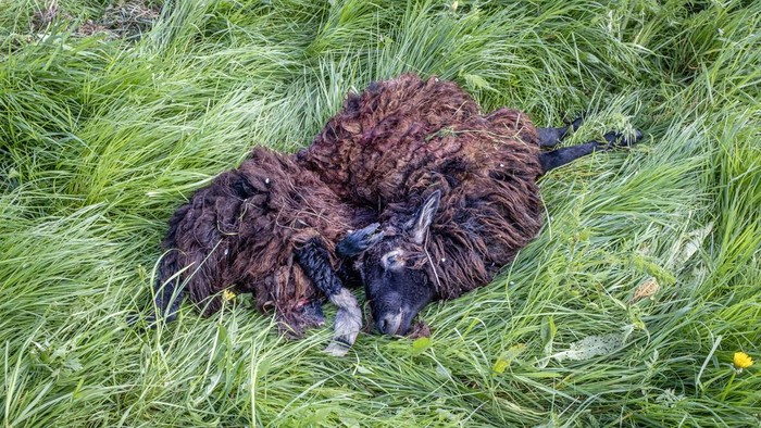 Puluhan peternak domba mengeluhkan domba mereka mati akibat dicabik-cabik serigala. A sheep that was assumingly ripped during the night by one ore more wolves lies dead under trees on a meadow in Wehrheim-Friedrichsthal near Frankfurt, Germany, Tuesday, May 2, 2023. The owner, a side job farmer, said that six sheep were killed and two are still missing. (AP Photo/Michael Probst)