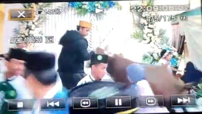 sapi kacaukan resepsi pernikahan