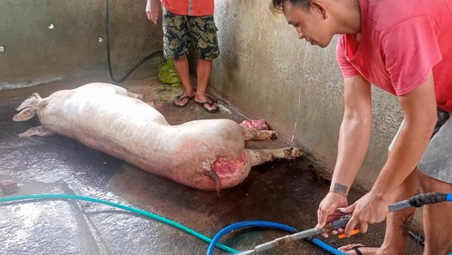 Seekor ternak babi milik warga Banjar Sawe, Batuagung, Jembrana, mati mendadak setelah dua ekor sapi bunting mati mendadak beberapa hari sebelumnya.