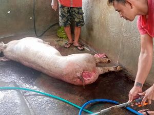 Seekor Babi di Jembrana Mati Mendadak, Susul Babi Warga yang Mati Duluan