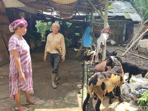 5 Fakta Hewan Diduga Ajag yang Berakhir Ditembak