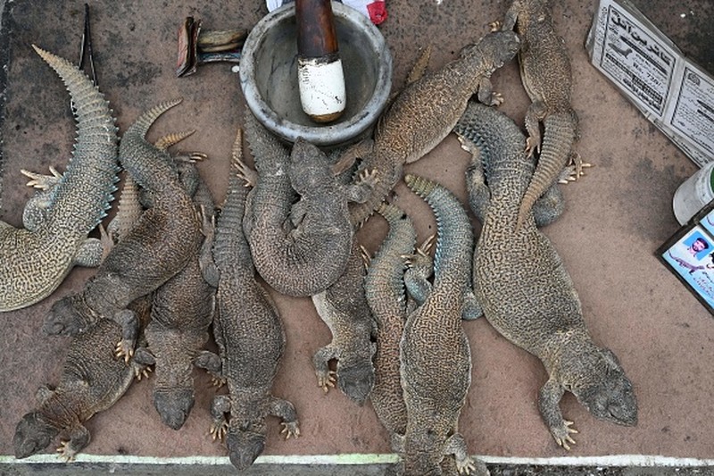 In this picture taken on April 10, 2023, Muhammad Nasir holds Hardwicke's spiny-tailed lizards captured on the outskirts of Rawalpindi. - In a clamorous bazaar, hot-blooded Pakistani men seek a cold-blooded cure for their sexual ills -- freshly rendered lizard fat, marinated in scorpion oil and garnished with filaments of a fiery red spice. (Photo by Farooq NAEEM / AFP) / TO GO WITH: Pakistan-health-medicine-wildlife-lizard, FOCUS by Nasir JAFFRY (Photo by FAROOQ NAEEM/AFP via Getty Images)