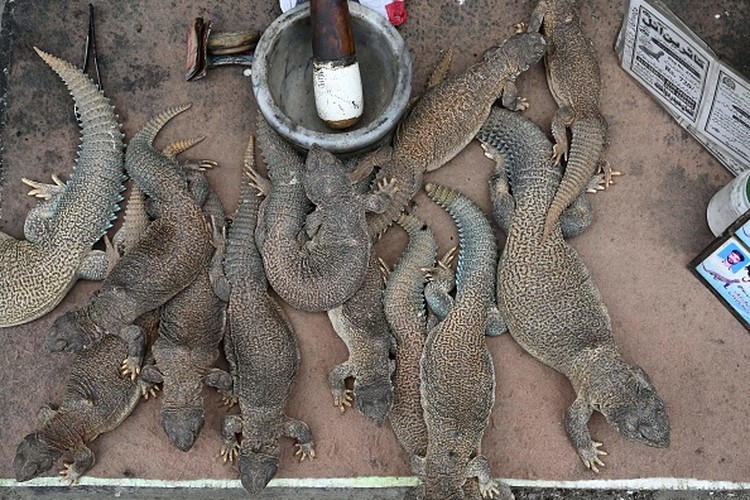 1252241274 In this picture taken on April 10, 2023, Muhammad Nasir holds Hardwickes spiny-tailed lizards captured on the outskirts of Rawalpindi. - In a clamorous bazaar, hot-blooded Pakistani men seek a cold-blooded cure for their sexual ills -- freshly rendered lizard fat, marinated in scorpion oil and garnished with filaments of a fiery red spice. (Photo by Farooq NAEEM / AFP) / TO GO WITH: Pakistan-health-medicine-wildlife-lizard, FOCUS by Nasir JAFFRY (Photo by FAROOQ NAEEM/AFP via Getty Images)