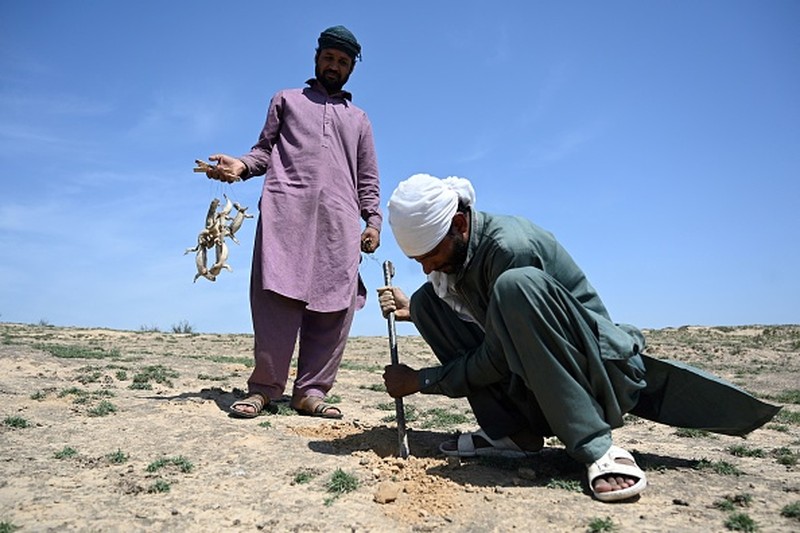 In this picture taken on April 10, 2023, Muhammad Nasir holds Hardwicke's spiny-tailed lizards captured on the outskirts of Rawalpindi. - In a clamorous bazaar, hot-blooded Pakistani men seek a cold-blooded cure for their sexual ills -- freshly rendered lizard fat, marinated in scorpion oil and garnished with filaments of a fiery red spice. (Photo by Farooq NAEEM / AFP) / TO GO WITH: Pakistan-health-medicine-wildlife-lizard, FOCUS by Nasir JAFFRY (Photo by FAROOQ NAEEM/AFP via Getty Images)