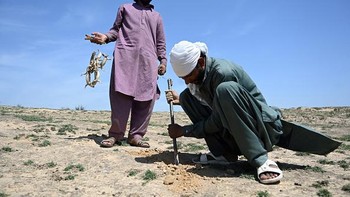 Dampaknya antara lain infertilitas pasangan menikah distigmatisasi sedemikian rupa dan penggunaan Viagra dilarang. Foto: AFP via Getty Images/FAROOQ NAEEM