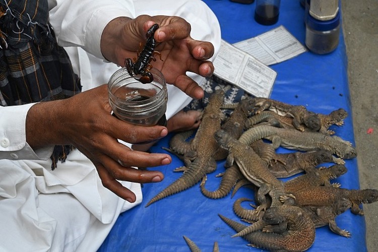 1252241274 In this picture taken on April 10, 2023, Muhammad Nasir holds Hardwickes spiny-tailed lizards captured on the outskirts of Rawalpindi. - In a clamorous bazaar, hot-blooded Pakistani men seek a cold-blooded cure for their sexual ills -- freshly rendered lizard fat, marinated in scorpion oil and garnished with filaments of a fiery red spice. (Photo by Farooq NAEEM / AFP) / TO GO WITH: Pakistan-health-medicine-wildlife-lizard, FOCUS by Nasir JAFFRY (Photo by FAROOQ NAEEM/AFP via Getty Images)
