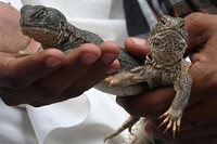 In this picture taken on April 10, 2023, Muhammad Nasir holds Hardwickes spiny-tailed lizards captured on the outskirts of Rawalpindi. - In a clamorous bazaar, hot-blooded Pakistani men seek a cold-blooded cure for their sexual ills -- freshly rendered lizard fat, marinated in scorpion oil and garnished with filaments of a fiery red spice. (Photo by Farooq NAEEM / AFP) / TO GO WITH: Pakistan-health-medicine-wildlife-lizard, FOCUS by Nasir JAFFRY (Photo by FAROOQ NAEEM/AFP via Getty Images)