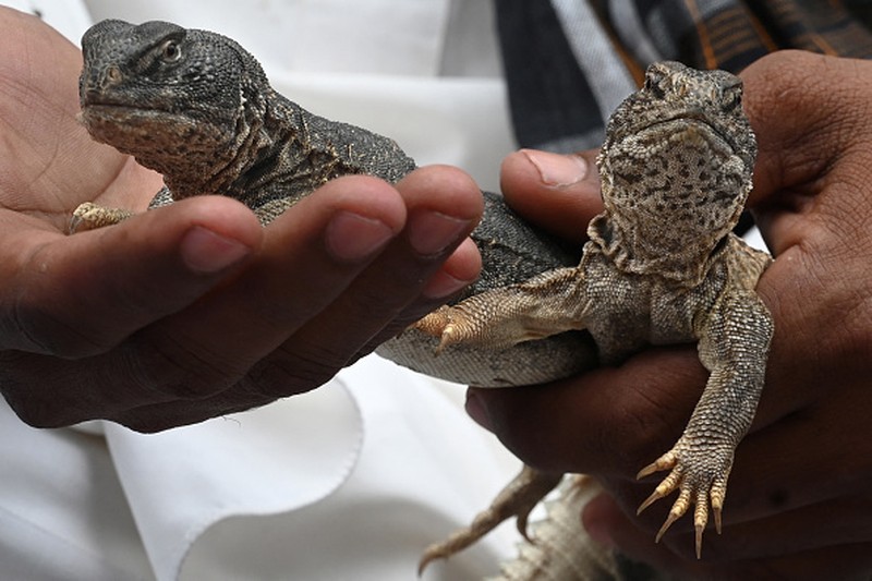 In this picture taken on April 10, 2023, Muhammad Nasir holds Hardwicke's spiny-tailed lizards captured on the outskirts of Rawalpindi. - In a clamorous bazaar, hot-blooded Pakistani men seek a cold-blooded cure for their sexual ills -- freshly rendered lizard fat, marinated in scorpion oil and garnished with filaments of a fiery red spice. (Photo by Farooq NAEEM / AFP) / TO GO WITH: Pakistan-health-medicine-wildlife-lizard, FOCUS by Nasir JAFFRY (Photo by FAROOQ NAEEM/AFP via Getty Images)