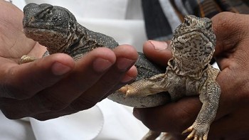Warga setempat lebih percaya pada pengobatan yang tidak ilmiah, sehingga tak heran penggunaan minyak dari ekstrak kadal gurun sangat diminati. Foto: AFP via Getty Images/FAROOQ NAEEM