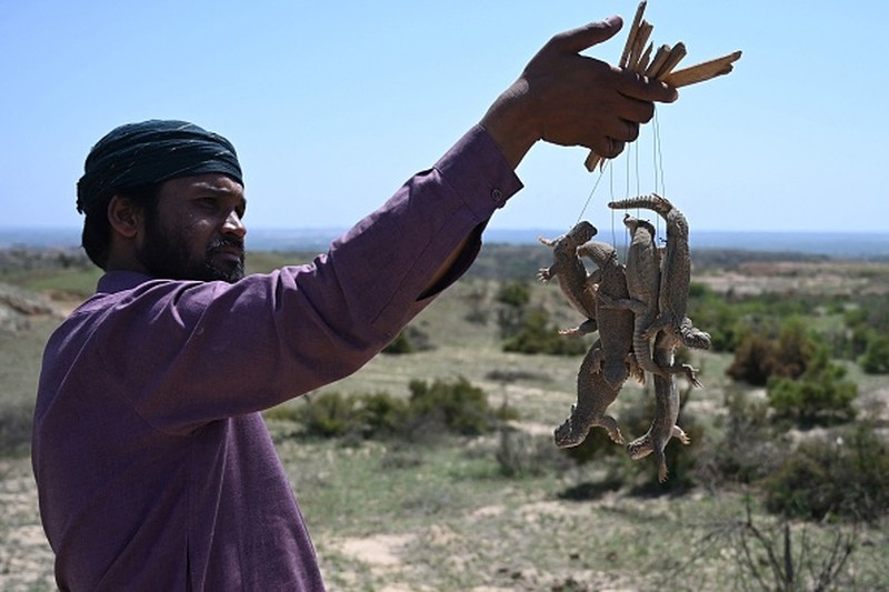 In this picture taken on April 10, 2023, Muhammad Nasir holds Hardwicke's spiny-tailed lizards captured on the outskirts of Rawalpindi. - In a clamorous bazaar, hot-blooded Pakistani men seek a cold-blooded cure for their sexual ills -- freshly rendered lizard fat, marinated in scorpion oil and garnished with filaments of a fiery red spice. (Photo by Farooq NAEEM / AFP) / TO GO WITH: Pakistan-health-medicine-wildlife-lizard, FOCUS by Nasir JAFFRY (Photo by FAROOQ NAEEM/AFP via Getty Images)