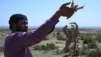 Kaum Adam di Pakistan terobsesi memiliki stamina seksual memuaskan. Mereka percaya, minyak yang diekstrak dari kadal gurun bisa menjadi obat kuat. Akibatnya, kadal gurun pun diburu secara besar-besaran. Foto: AFP via Getty Images/FAROOQ NAEEM