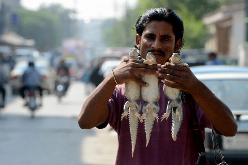Nadir, a vendor selling spiny tailed lizards known as dhab, poses his reptiles at a market in Rawalpindi on October 22, 2013. Oils extracted from these lizards are believed to cure various ailments including muscular and joint pain, and is also believed to be an aphrodisiac.  AFP PHOTO/Farooq NAEEM        (Photo credit should read FAROOQ NAEEM/AFP via Getty Images)