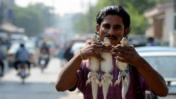 Spesies kadal ini banyak ditemukan di petak-petak di gurun Thar, Kutch, dan zona gersang sekitarnya di India dan Pakistan. Foto: AFP via Getty Images/FAROOQ NAEEM