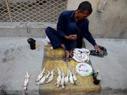 Jadi Obat Kuat Pria, Kadal Gurun Diburu-buru Habis-habisan