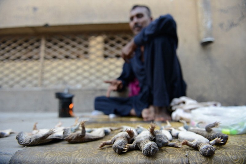 Nadir, a vendor selling spiny tailed lizards known as dhab, poses his reptiles at a market in Rawalpindi on October 22, 2013. Oils extracted from these lizards are believed to cure various ailments including muscular and joint pain, and is also believed to be an aphrodisiac.  AFP PHOTO/Farooq NAEEM        (Photo credit should read FAROOQ NAEEM/AFP via Getty Images)