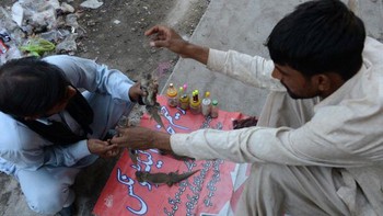 Meski belum terbukti secara ilmiah khasiatnya, warga setempat kadung percaya bahwa minyak yang dibuat dari ekstrak kadal gurun tersebut ampuh meningkatkan vitalitas pria. Foto: AFP via Getty Images/FAROOQ NAEEM