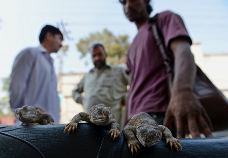 Nadir, a vendor selling spiny tailed lizards known as dhab, poses his reptiles at a market in Rawalpindi on October 22, 2013. Oils extracted from these lizards are believed to cure various ailments including muscular and joint pain, and is also believed to be an aphrodisiac.  AFP PHOTO/Farooq NAEEM        (Photo credit should read FAROOQ NAEEM/AFP via Getty Images)