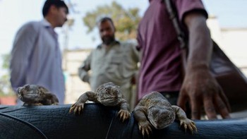 Minyak tersebut dibuat dengan mengekstraksi lemak kadal, lalu direndam dalam minyak lain yang diekstrak dari kalajengking dan bahan-bahan lain. Foto: AFP via Getty Images/FAROOQ NAEEM