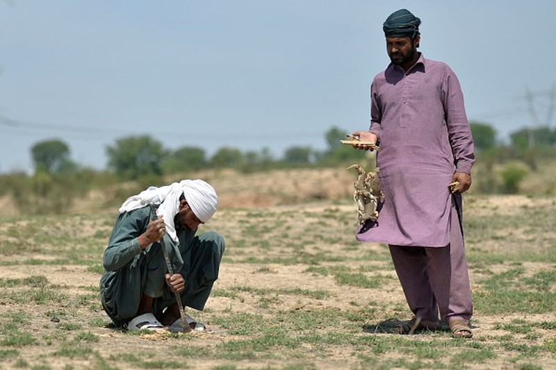 Nadir, a vendor selling spiny tailed lizards known as dhab, poses his reptiles at a market in Rawalpindi on October 22, 2013. Oils extracted from these lizards are believed to cure various ailments including muscular and joint pain, and is also believed to be an aphrodisiac.  AFP PHOTO/Farooq NAEEM        (Photo credit should read FAROOQ NAEEM/AFP via Getty Images)