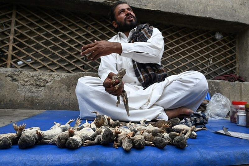 Nadir, a vendor selling spiny tailed lizards known as dhab, poses his reptiles at a market in Rawalpindi on October 22, 2013. Oils extracted from these lizards are believed to cure various ailments including muscular and joint pain, and is also believed to be an aphrodisiac.  AFP PHOTO/Farooq NAEEM        (Photo credit should read FAROOQ NAEEM/AFP via Getty Images)