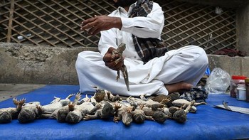 Nasir mengakui bahwa perburuan kadal yang mereka lakukan memang miris dan sadis. Namun begitulah cara mereka mencari nafkah. Foto: AFP via Getty Images/FAROOQ NAEEM
