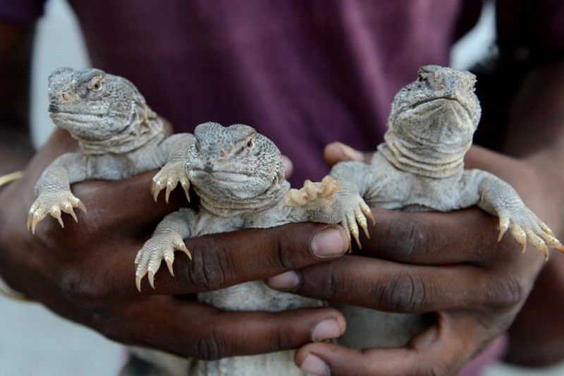 Nadir, a vendor selling spiny tailed lizards known as dhab, poses his reptiles at a market in Rawalpindi on October 22, 2013. Oils extracted from these lizards are believed to cure various ailments including muscular and joint pain, and is also believed to be an aphrodisiac.  AFP PHOTO/Farooq NAEEM        (Photo credit should read FAROOQ NAEEM/AFP via Getty Images)