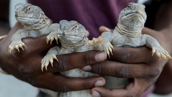 Bahan utama minyak untuk obat impotensi ini dibuat dari kadal berekor berduri Hardwicke. Nama latinnya adalah Saara hardwickii dan termasuk ke dalam keluarga Agamidae. Foto: AFP via Getty Images/FAROOQ NAEEM