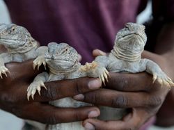 Jadi Obat Kuat Pria, Kadal Gurun Diburu-buru Habis-habisan