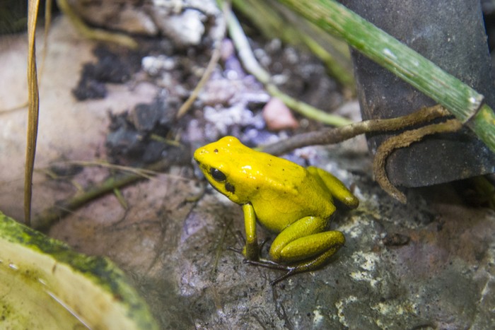 Black-Legged Poison Dart Frog (Phyllobates bicolor).