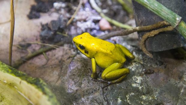 Black-Legged Poison Dart Frog (Phyllobates bicolor).