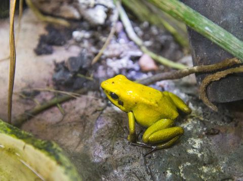 Black-Legged Poison Dart Frog (Phyllobates bicolor).