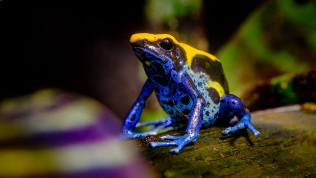 Katak panah beracun atau dendrobates tinctorius.