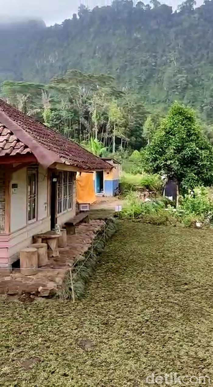 Halaman rumah bah Jajang yang rusak akibat banyaknya pengunjung kembali ditanami rumput hijau