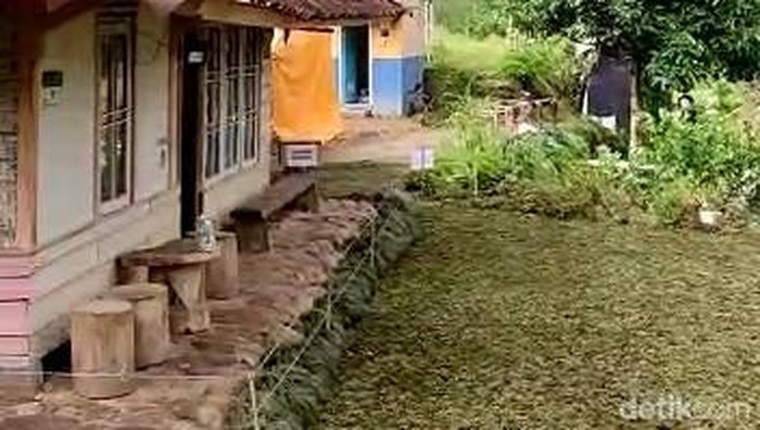 Halaman rumah bah Jajang yang rusak akibat banyaknya pengunjung kembali ditanami rumput hijau