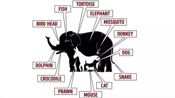 Apakah kamu bisa dengan mudah menemukan 13 hewan yang tersembunyi di gambar ini? Kalau bisa di bawah 20 detik, matamu jeli banget!