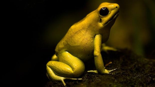 Katak emas beracun yang memiliki nama ilmiah Phyllobates terribilis