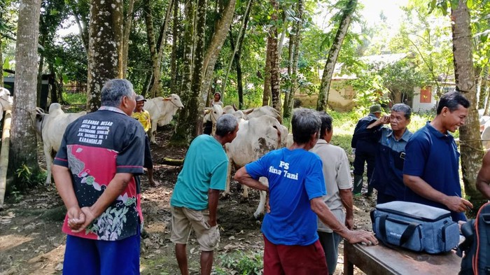 Kebumen Darurat LSD, Kasusnya Merata di Semua Kecamatan. Foto diunggah Jumat (5/5/2023).