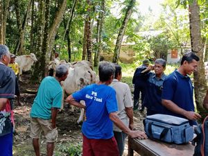 Kebumen Darurat LSD pada Sapi, Kasusnya Merata di Semua Kecamatan